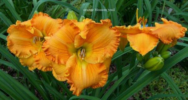 orange blossom trail (2) rs